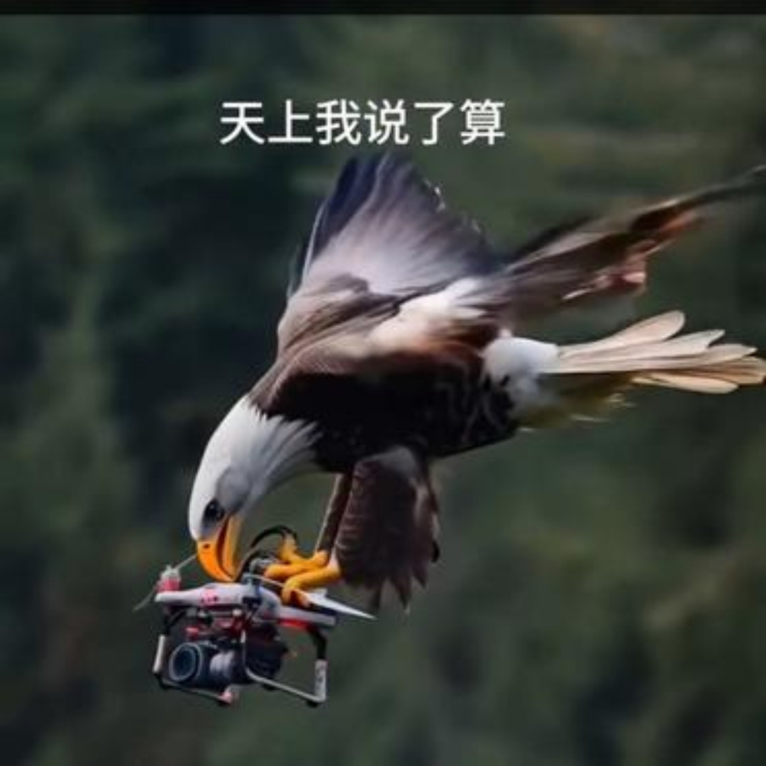 爱游戏app-老鹰击败黄蜂，士气高涨准备下一场的简单介绍